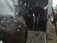 5 chevaux abandonnés en Jura français