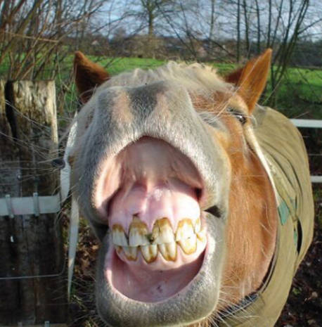 Cheval montrant ses dents dans un champ.